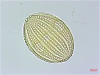 長穗馬藍藏品圖，第4張