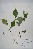 明萼草藏品圖，第1張