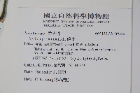 爵床藏品圖，第2張