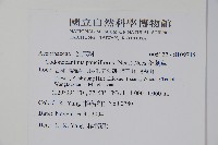 針刺草藏品圖，第2張