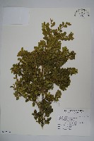 琉球黃楊藏品圖，第1張