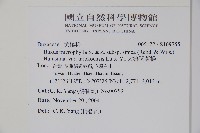 太魯閣黃楊藏品圖，第2張