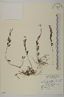 清水馬蘭藏品圖，第1張