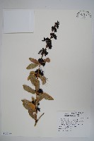 臺灣小蘗藏品圖，第1張