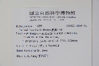 臺灣小蘗藏品圖，第2張