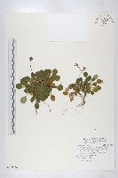 倒卵葉裂緣花藏品圖，第1張