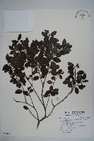 太平山冬青藏品圖，第1張