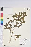 紅毛杜鵑藏品圖，第1張