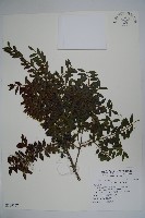 雲南冬青藏品圖，第1張