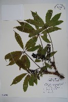 臺灣鵝掌柴藏品圖，第1張