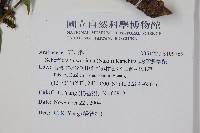 臺灣鵝掌柴藏品圖，第2張