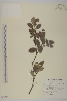 日本賽衛矛、日本假衛矛藏品圖，第1張