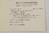 日本賽衛矛、日本假衛矛藏品圖，第2張