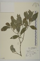 菱葉衛矛藏品圖，第1張