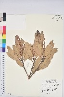 台灣石櫟藏品圖，第1張