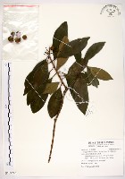 高士佛赤楠藏品圖，第1張