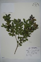 倒卵葉冬青、金平氏冬青藏品圖，第1張