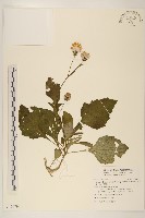 白鳳菜藏品圖，第1張