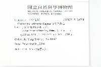 腎葉碎米薺藏品圖，第2張