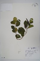 武靴藤藏品圖，第1張