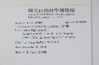 武靴藤藏品圖，第2張