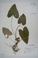 薄葉細辛、尾花細辛藏品圖，第1張