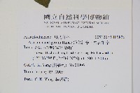 薄葉細辛、尾花細辛藏品圖，第2張