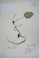 大花細辛、馬蹄香藏品圖，第1張