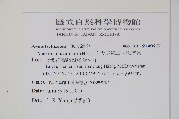 大花細辛、馬蹄香藏品圖，第2張