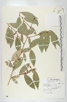 鄧氏胡頹子藏品圖，第1張