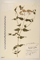 登錄號:S109832藏品圖，第1張