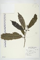 桃葉珊瑚藏品圖，第1張