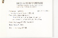 桃葉珊瑚藏品圖，第2張