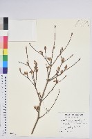 台灣吊鐘花藏品圖，第1張