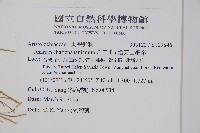 插天山細辛藏品圖，第2張