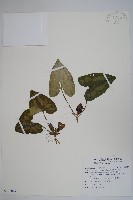 插天山細辛藏品圖，第1張