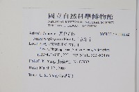 上花細辛藏品圖，第2張