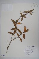 登錄號:S109859藏品圖，第1張