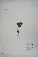 大花細辛、馬蹄香藏品圖，第1張