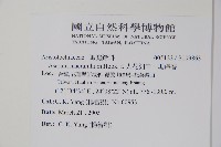 大花細辛、馬蹄香藏品圖，第2張