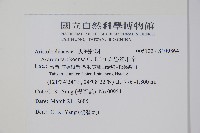 太魯閣細辛藏品圖，第2張