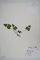 上花細辛藏品圖，第1張