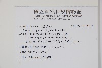 上花細辛藏品圖，第2張