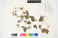 屏東鐵線蓮藏品圖，第1張