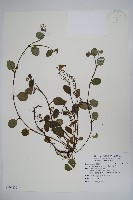 臺灣附地草藏品圖，第1張