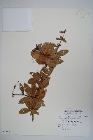 清水山小檗藏品圖，第1張