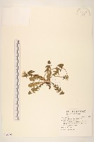 西洋蒲公英藏品圖，第1張