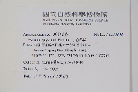 上花細辛藏品圖，第2張