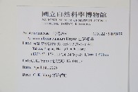 白斑細辛藏品圖，第2張