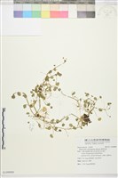 掌葉毛茛藏品圖，第1張